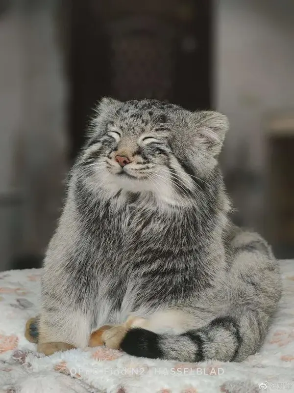 青海チベット高原野生動物園のスン・サンランの写真