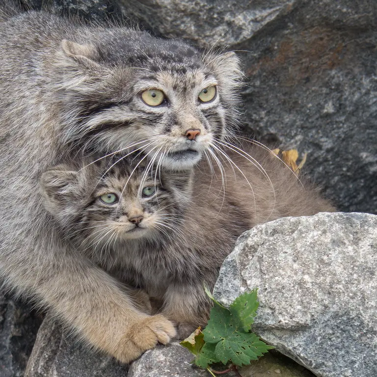 ティアパーク・ベルリンのチャルとウラの写真