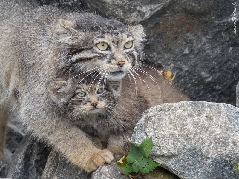 ティアパーク・ベルリンのチャルとウラの写真