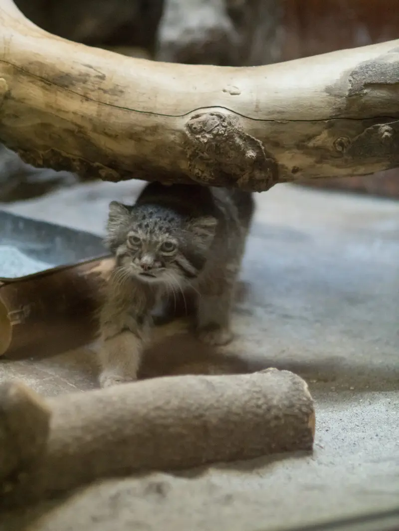 恩賜上野動物園のクリョンの写真