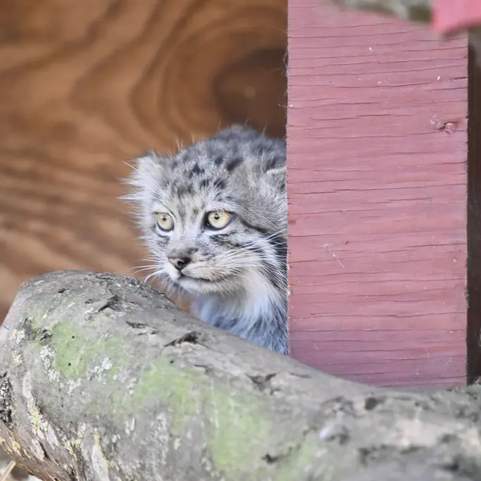 バナム動物園のマヌルネコの写真