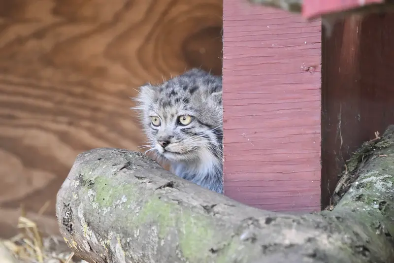 バナム動物園のマヌルネコの写真