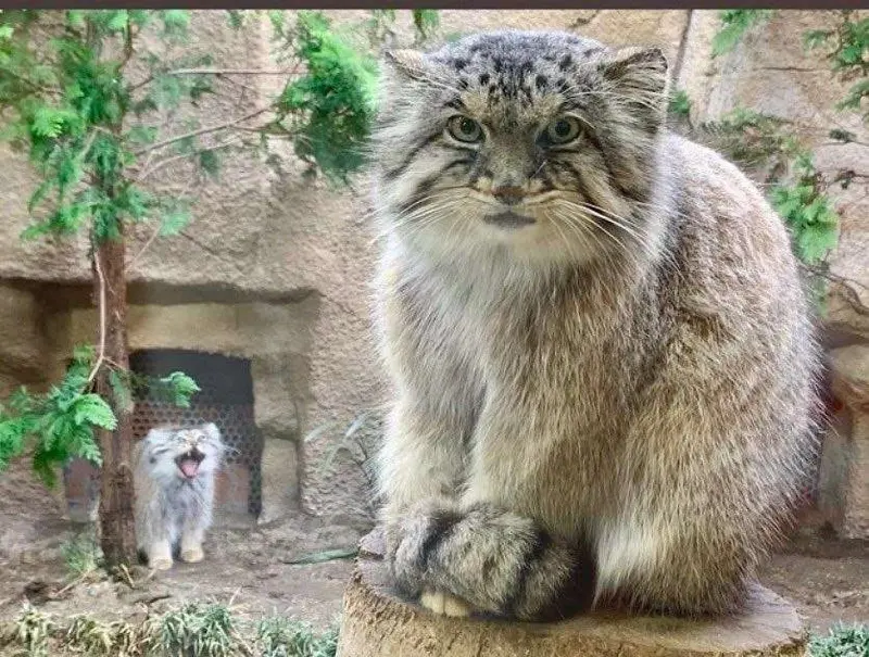 マヌルネコの写真