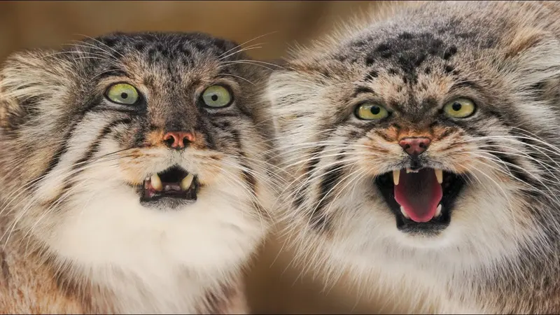 Nasu Animal Kingdomのボルとポリーの動画