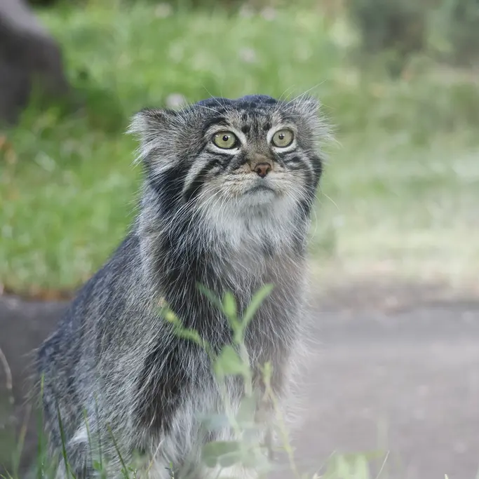 モスクワ動物園のティモフェイの写真