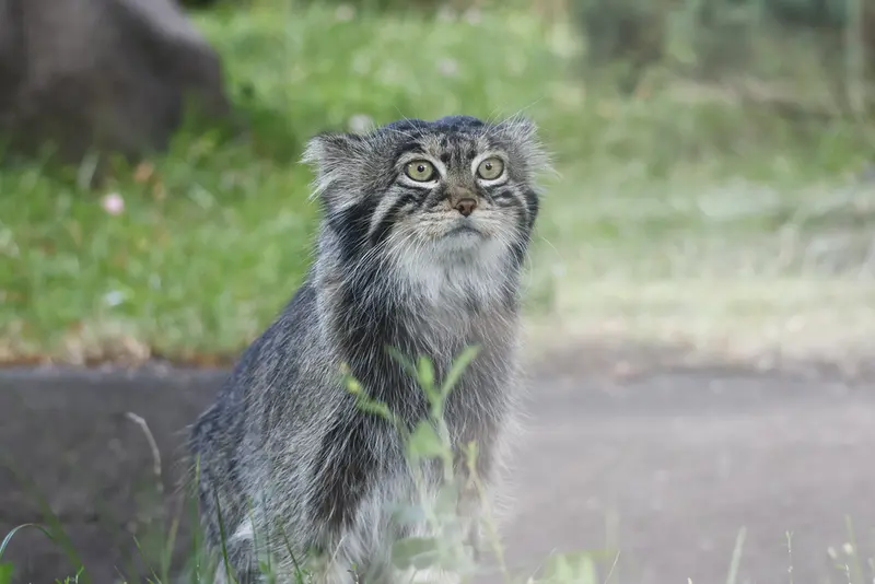 モスクワ動物園のティモフェイの写真