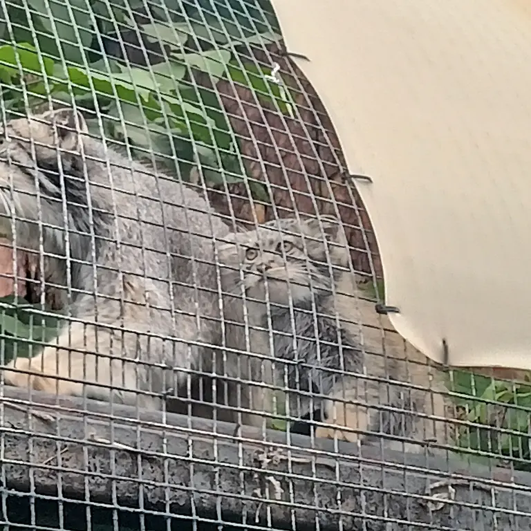 レニングラード動物園のペペの写真