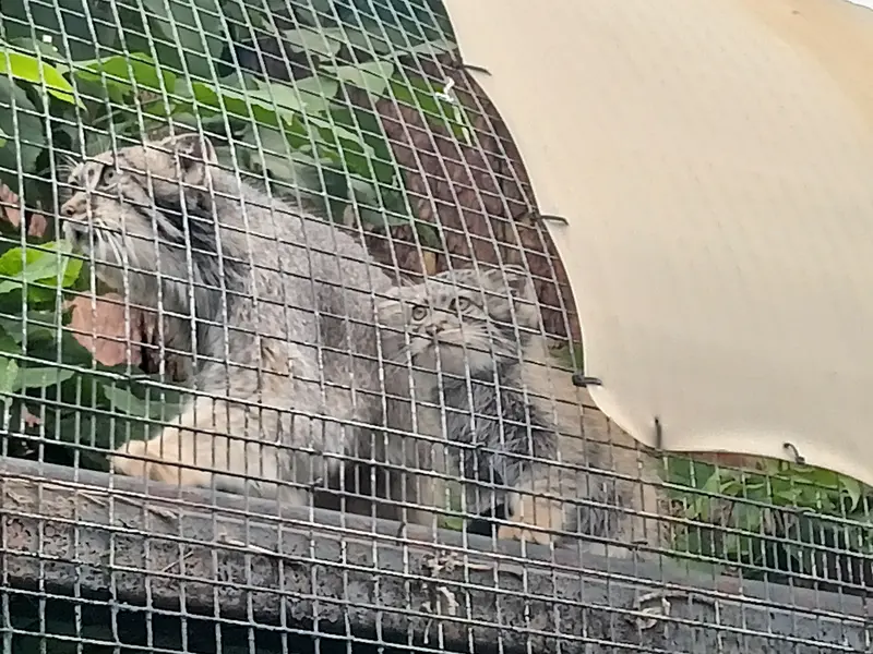 レニングラード動物園のペペの写真