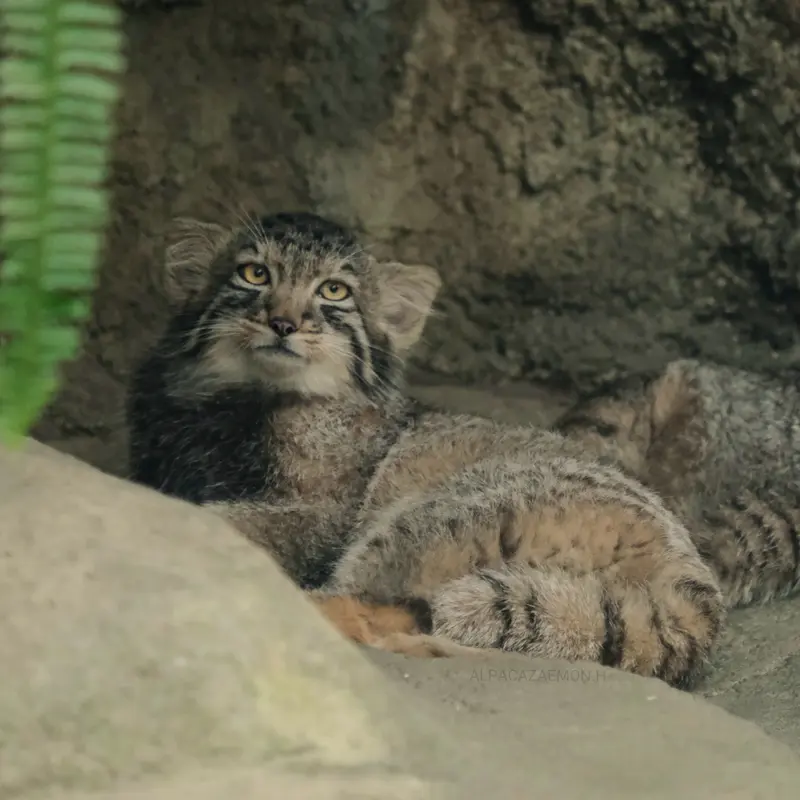 神戸どうぶつ王国のナゴムの写真