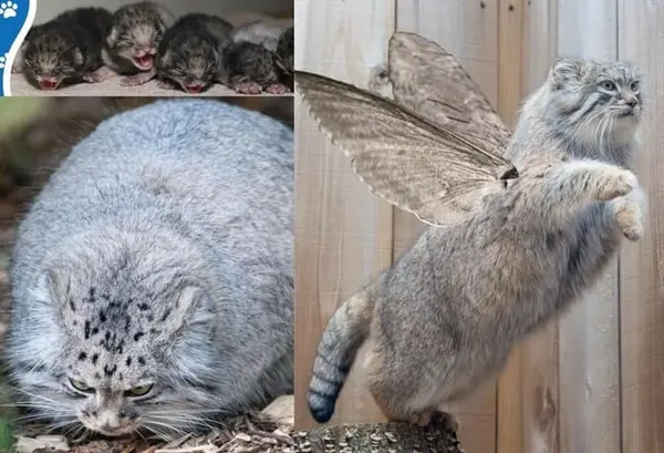 マヌルネコの写真