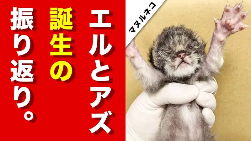 神戸どうぶつ王国のボル、ポリー、アズとエルの動画