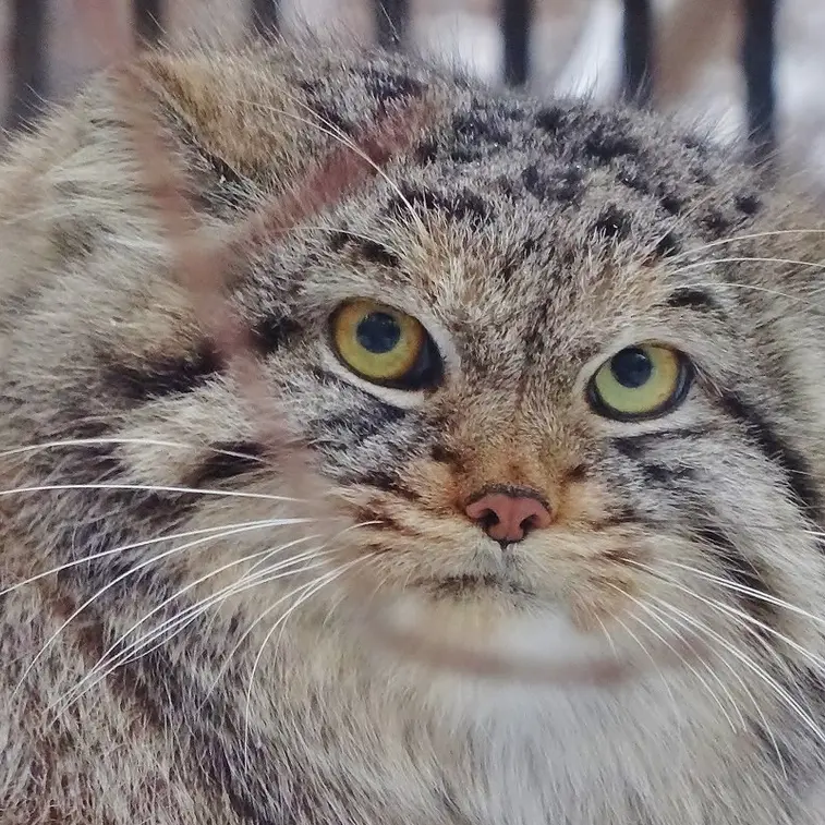 ノヴォシビルスク動物園のレフの写真