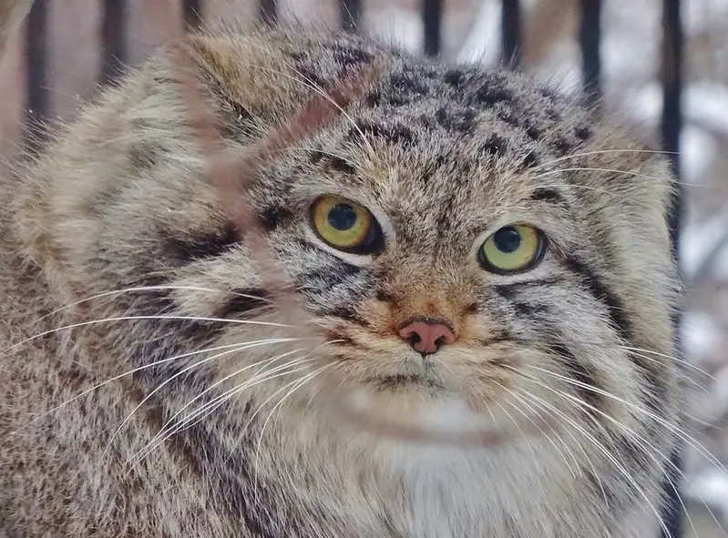 ノヴォシビルスク動物園のレフの写真