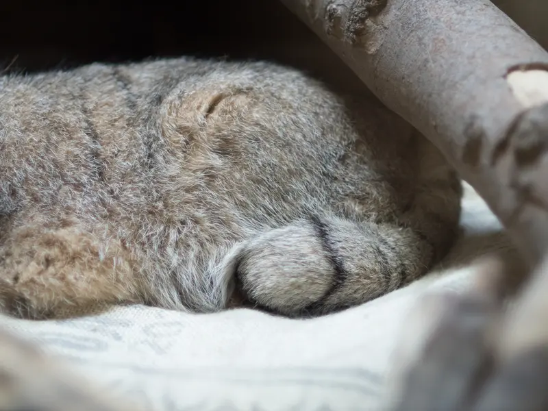 恩賜上野動物園のプリームラの写真