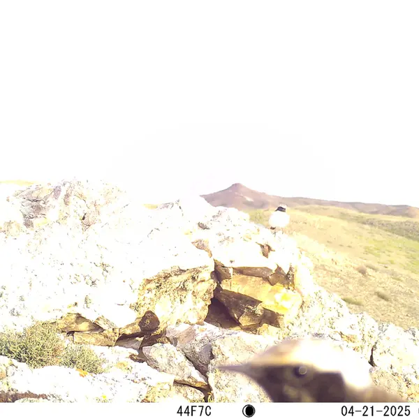 ベッショキー1カメラトラップで撮影したマヌルネコの写真