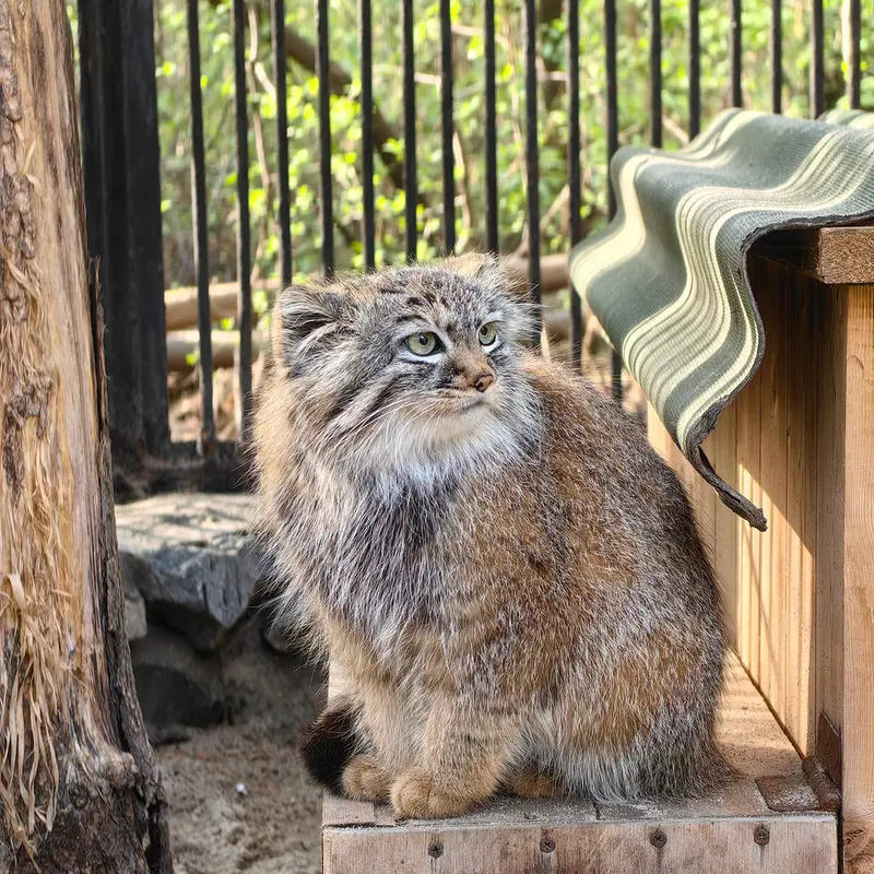 ノヴォシビルスク動物園のガビの写真