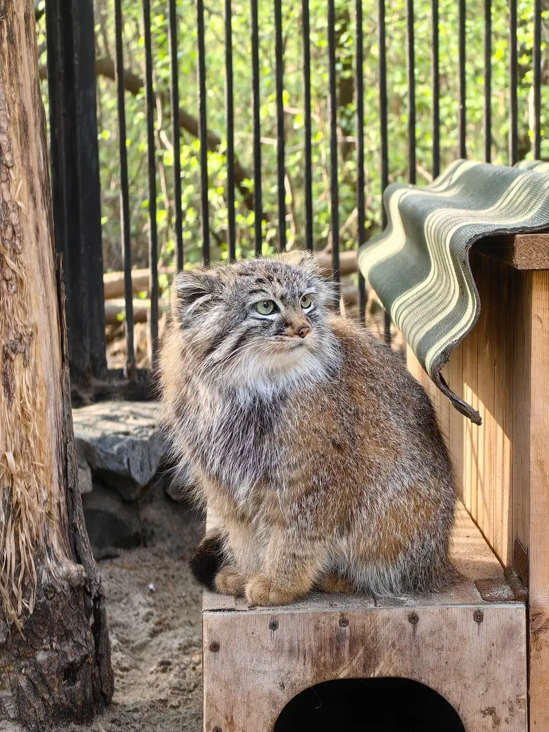 ノヴォシビルスク動物園のガビの写真