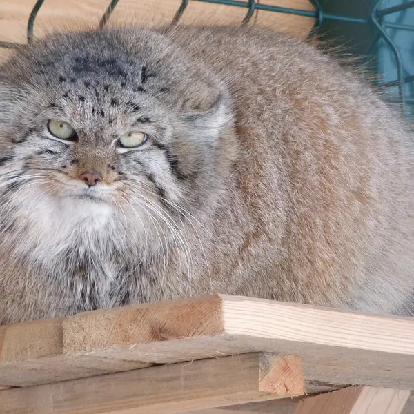 バルナウル動物園「レースナヤ・スカースカ」のペペの写真