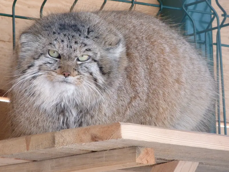 バルナウル動物園「レースナヤ・スカースカ」のペペの写真