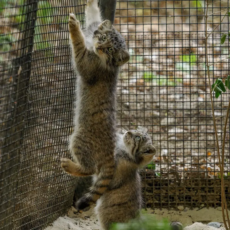 ブルノ動物園のマヌルネコの写真