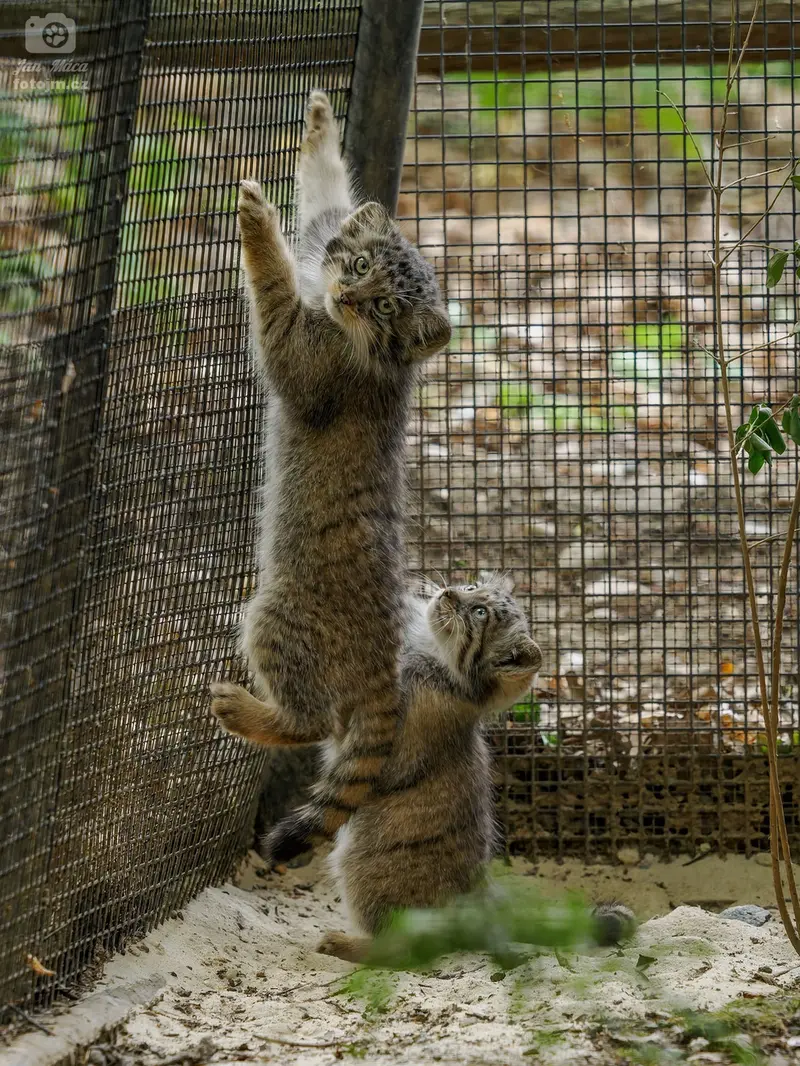 ブルノ動物園のマヌルネコの写真