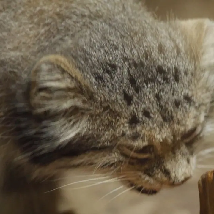 恩賜上野動物園のマヌルネコの写真