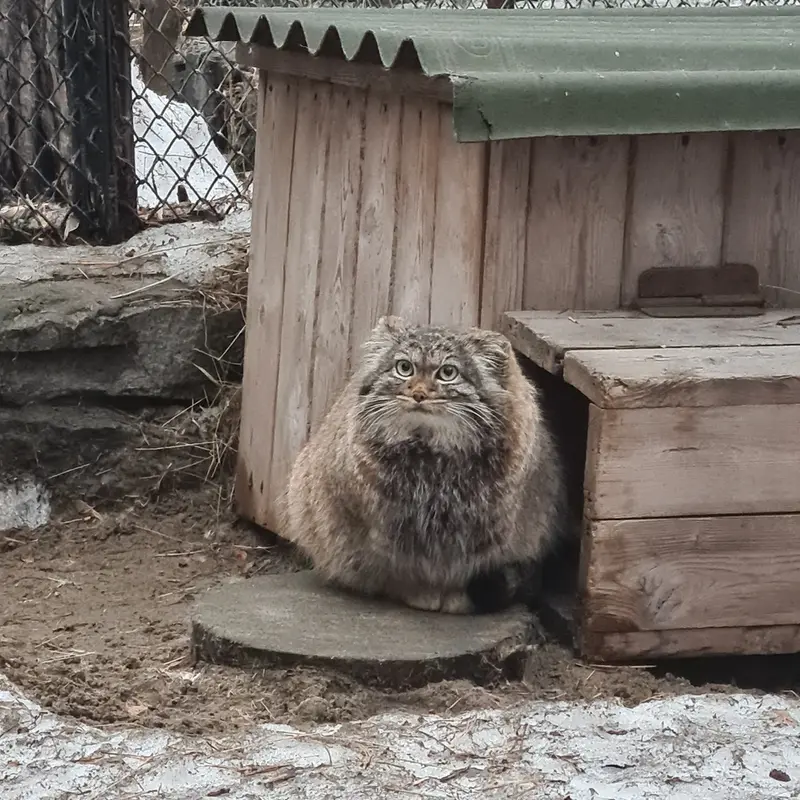 ノヴォシビルスク動物園のアデルの写真