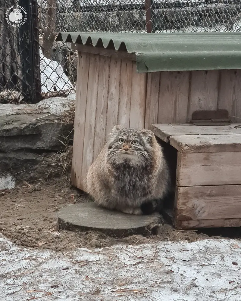 ノヴォシビルスク動物園のアデルの写真