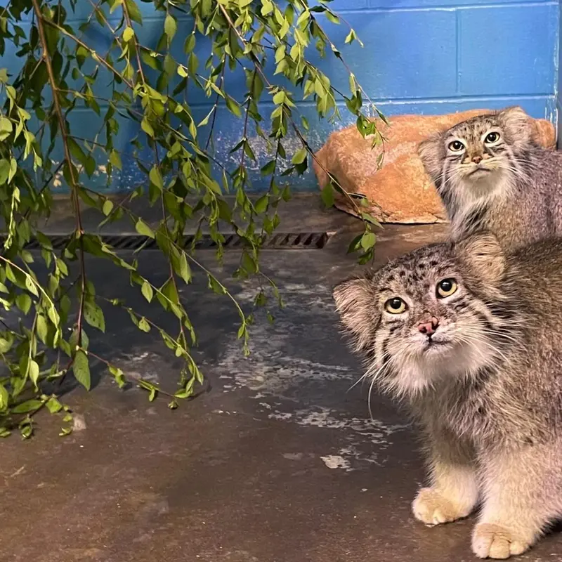 ニアイビ動物園のイーヴィーとハルトの写真