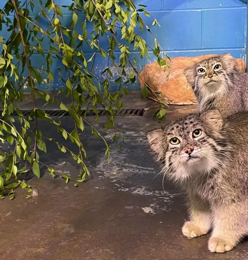 ニアビ動物園のイーヴィーとハルトの写真