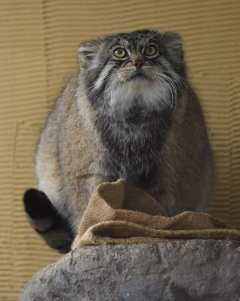 旭山動物園のグルーシャの写真