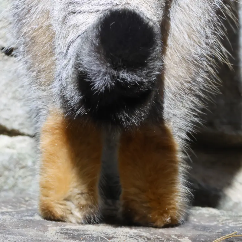 ノヴォシビルスク動物園のルフの写真