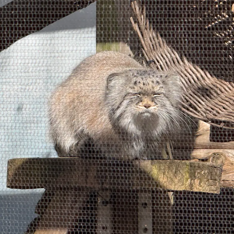 ポッター・パーク動物園のパジの写真