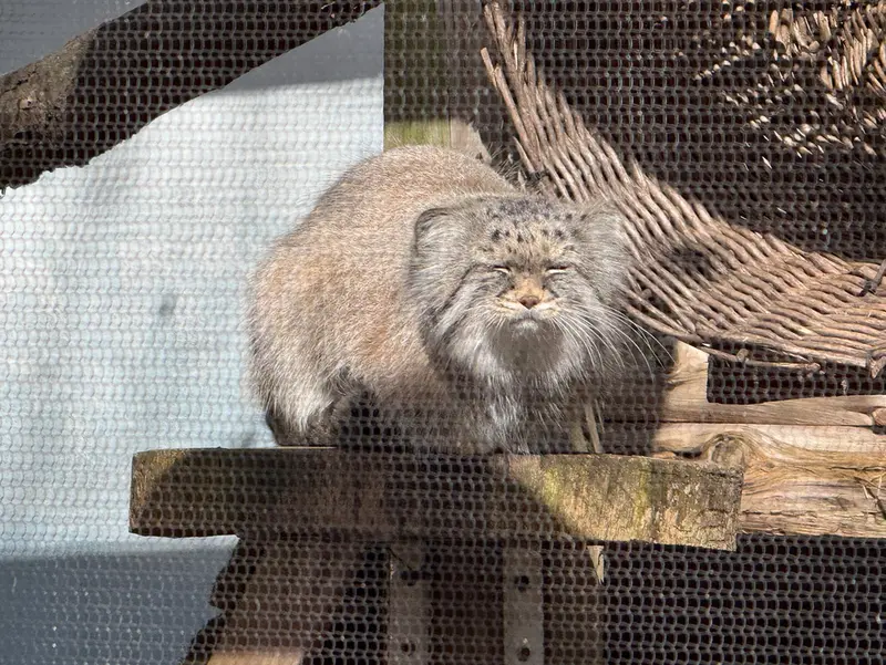 ポッター・パーク動物園のパジの写真