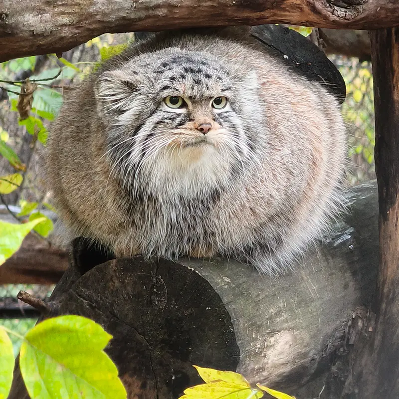 ノヴォシビルスク動物園のゾーシャの写真
