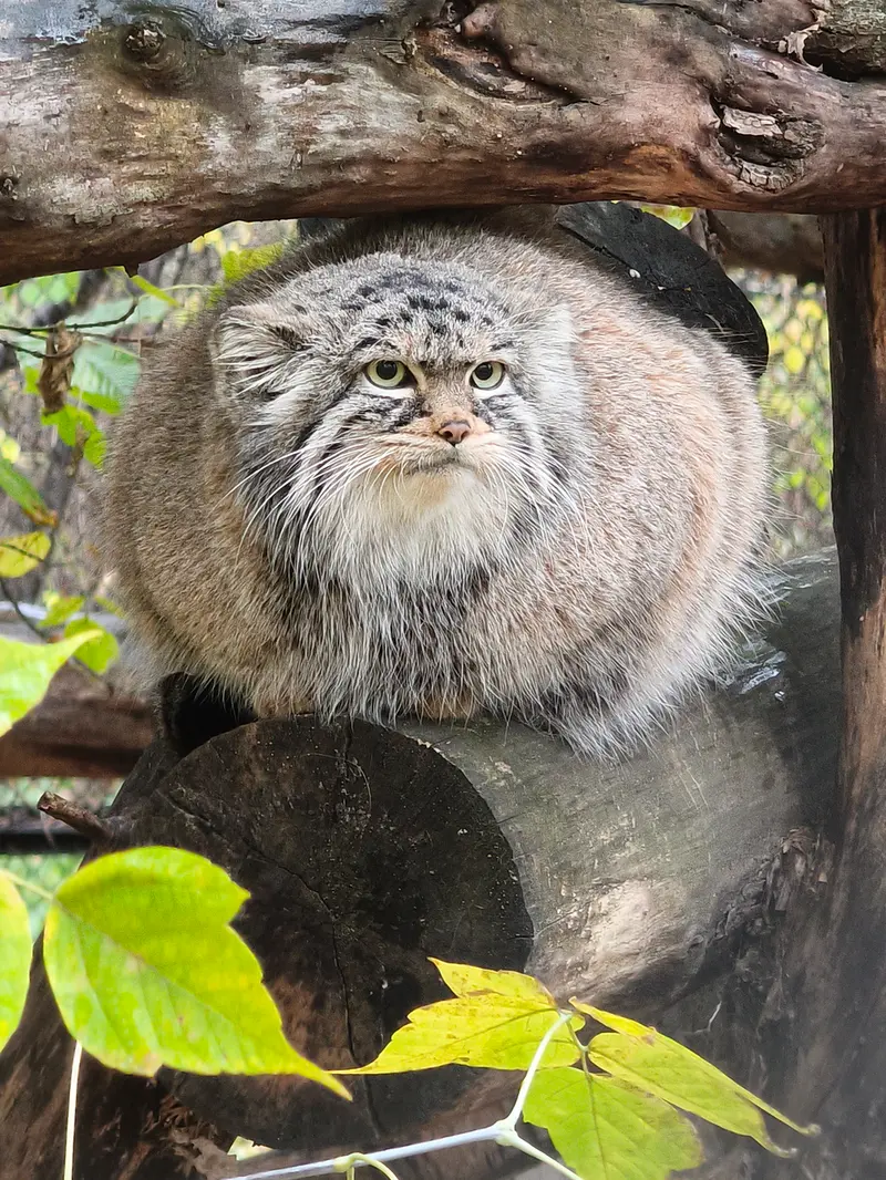 ノヴォシビルスク動物園のゾーシャの写真