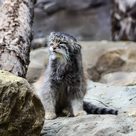 カルガリー動物園 / ワイルダー研究所のオラフの写真