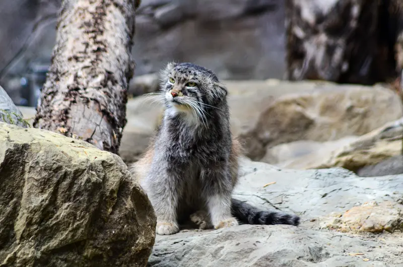 カルガリー動物園 / ワイルダー研究所のオラフの写真