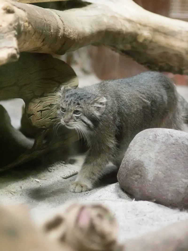恩賜上野動物園のクリョンの写真
