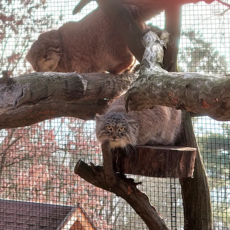 ブルノ動物園のムズタウとアリウナーの写真