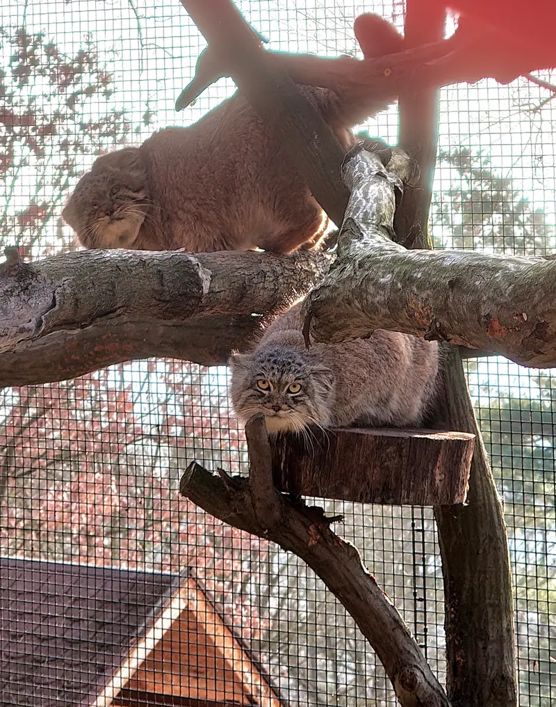 ブルノ動物園のムズタウとアリウナーの写真