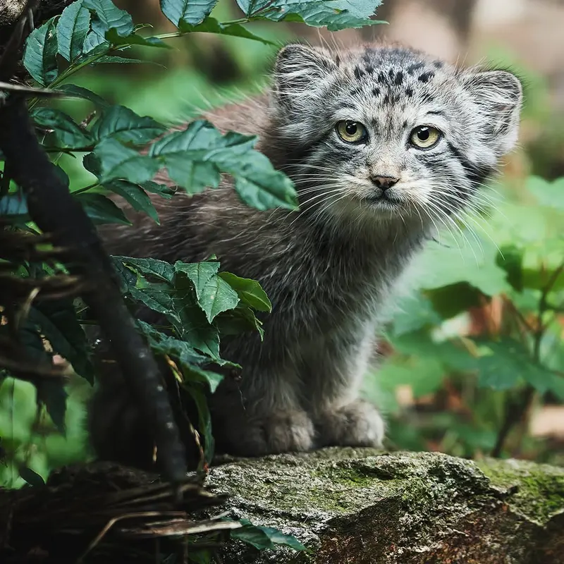 イフラヴァ動物園のウェンズデーの写真