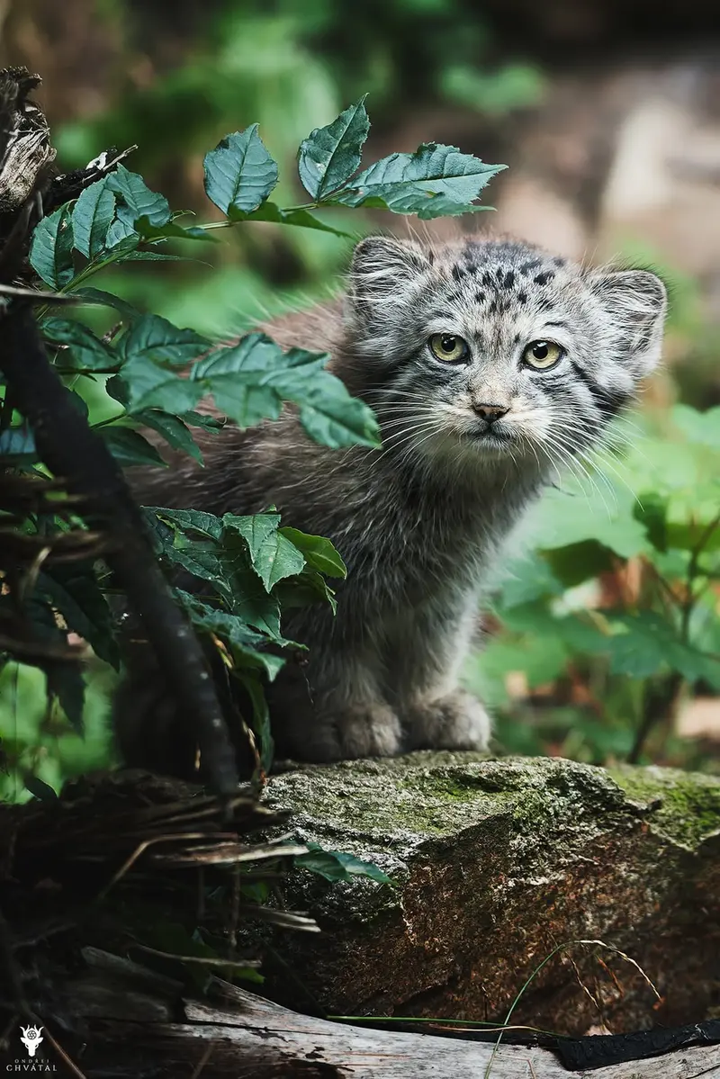 イフラヴァ動物園のウェンズデーの写真
