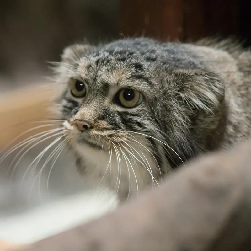 恩賜上野動物園のサフランの写真
