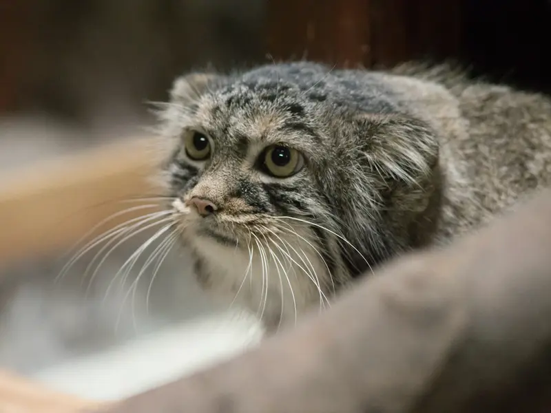 恩賜上野動物園のサフランの写真