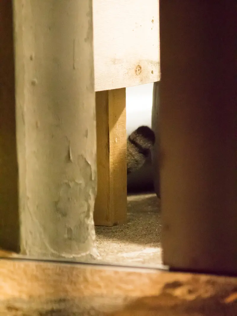 野毛山動物園のフィーガの写真