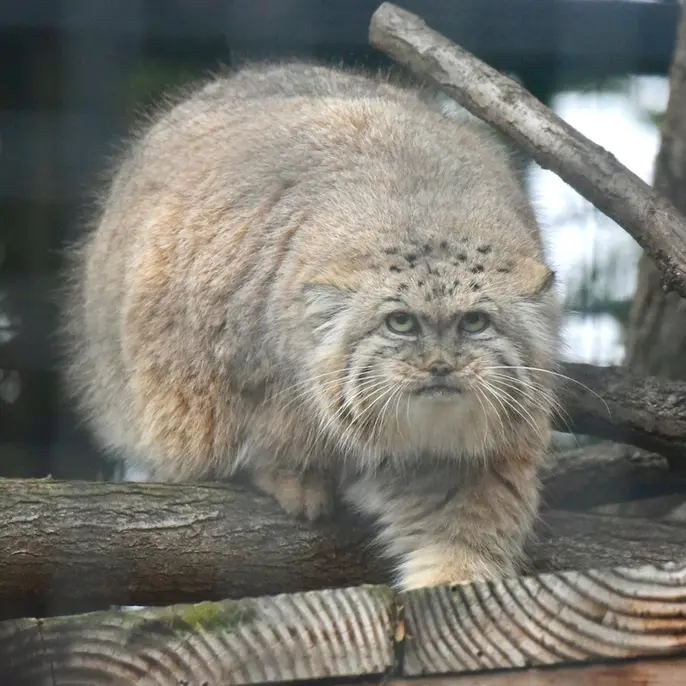 ザールブリュッケン動物園のカルプソの写真