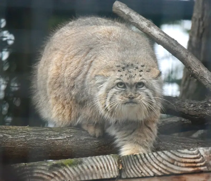 ザールブリュッケン動物園のカルプソの写真