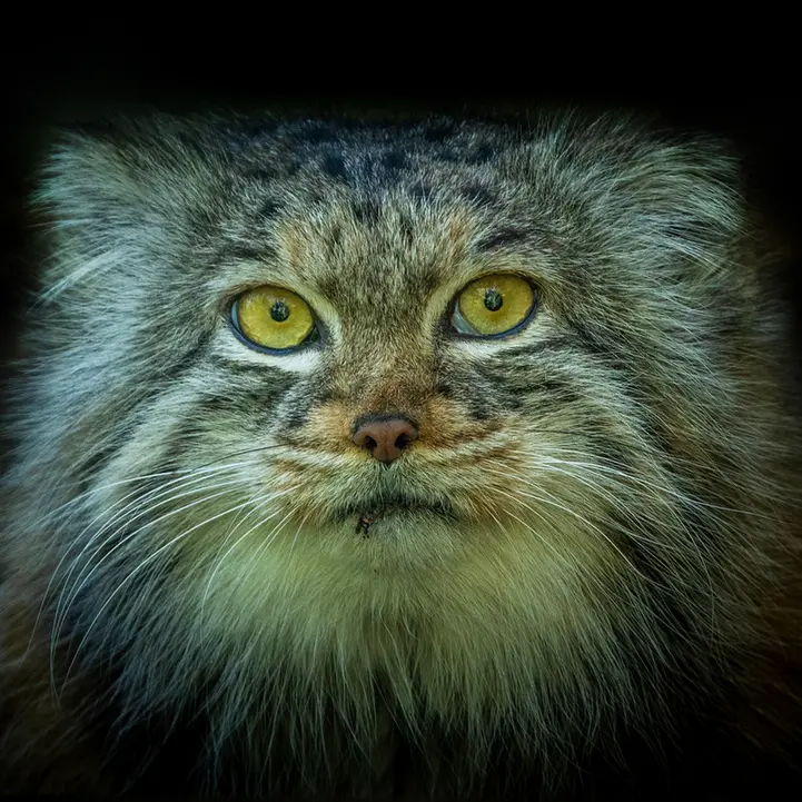 ビッグ・キャット・サンクチュアリのカラの写真