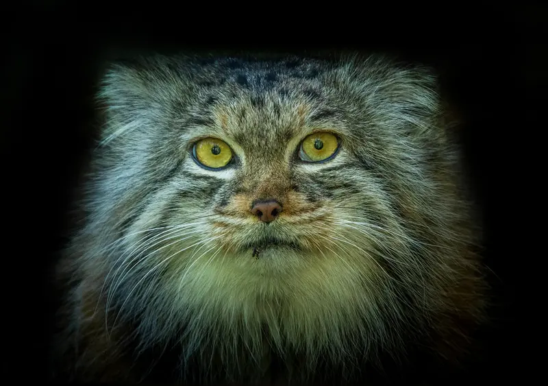 ビッグ・キャット・サンクチュアリのカラの写真